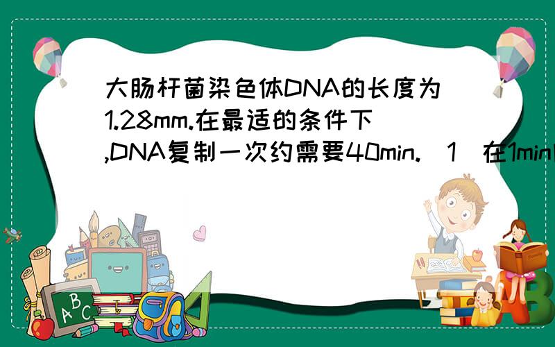 大肠杆菌染色体DNA的长度为1.28mm.在最适的条件下,DNA复制一次约需要40min.（1）在1min内,一个复制叉前进的距离是多少?（2）如果复制的DNA以B型DNA存在,则在一个复制叉内,每分钟有多少个核苷酸